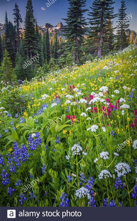 Wildflower Meadow At Paradise Mount Rainier Washington Usa Stock