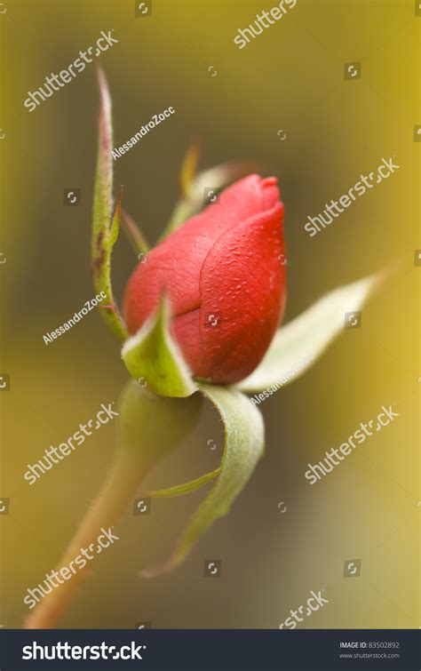 Red Rose Bud With Dew Drops Among Soft Yellow Blur Stock Photo 83502892