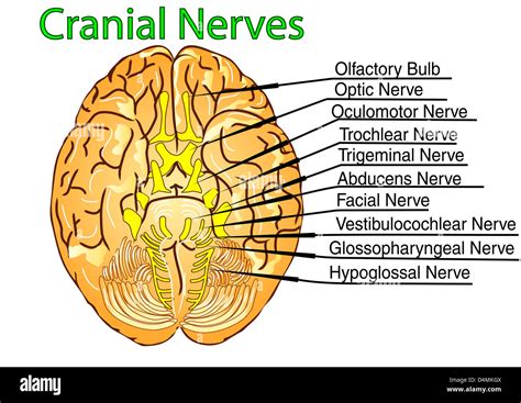 Cranial Nerves Stock Photo Alamy