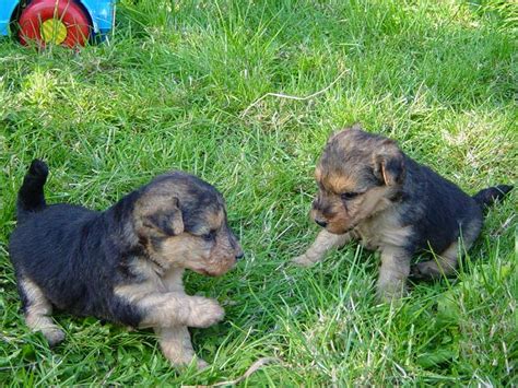 Originally a part of the northwest territory, ohio's boundaries. Puppies