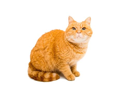 So, while all orange cats are tabbies, not every tabby is every cat that has left a large, loving imprint throughout my life has been an orange tabby. YOUR GO TO GUIDES FOR GREY CAT BREEDS - CATS VENTURE