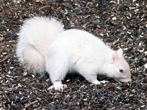 A Rare Adult Albino Gray Squirrel Smithsonian Photo Contest