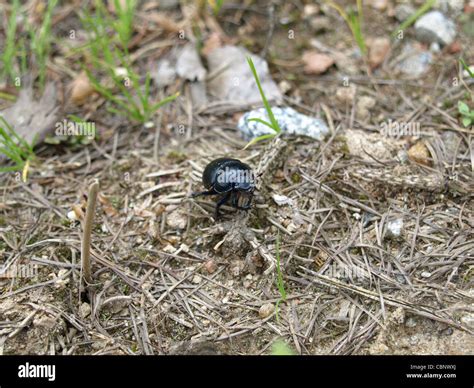 Forest Dung Beetle Geotrupes Vernalis Frühlingsmistkäfer Stock
