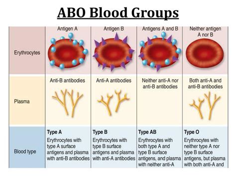 The Abo Blood Types Are Named For