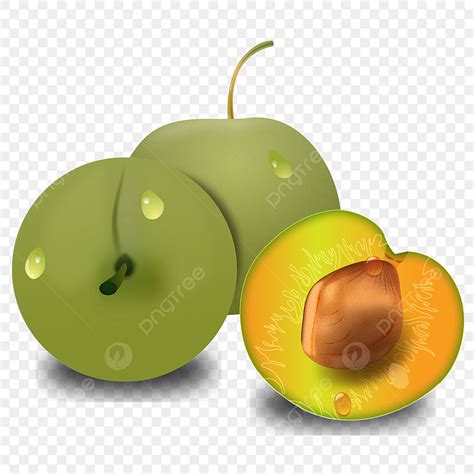 المانجو فاكهة البرقوق الخضراء الرسم باليد ميسكانثوس البرقوق الأخضر