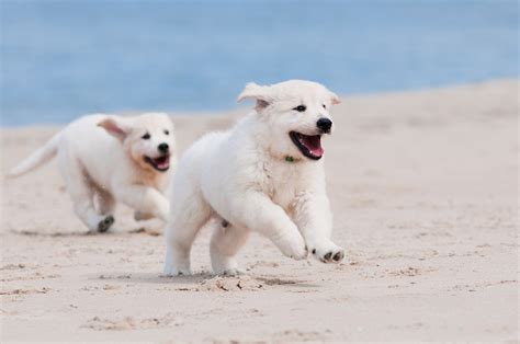 Wallpaper Dog Puppy White Animal Pet Beach Sand Sea Animals 1611