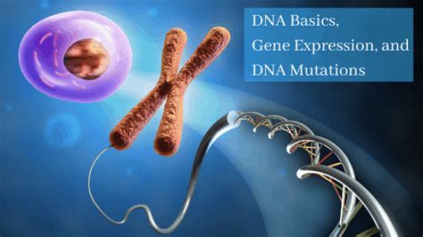 Dna Basics Gene Expression And Dna Mutations Kristin Moon Science