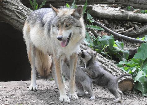Wolf Puppies Make Brookfield Zoo Debut La Grange Il Patch