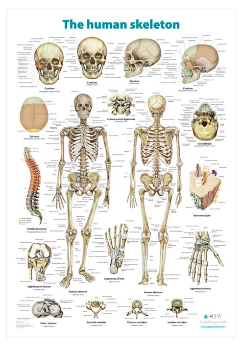 The Human Skeleton Chart Altay Scientific