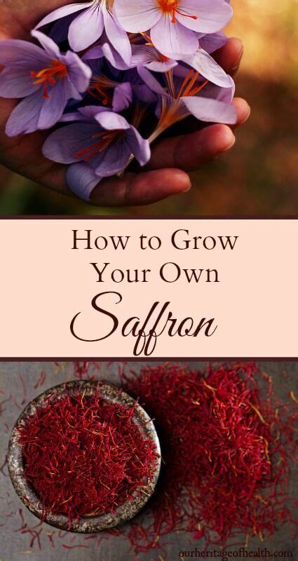 How To Grow Your Own Saffron Home Vegetable Garden Growing