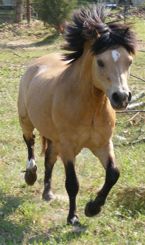 Jadehanna El Diablo Cute Horse Pictures Welsh Pony Beautiful Horses