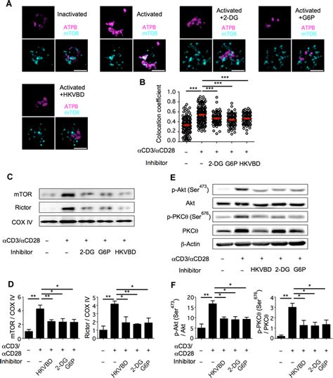 Dissociation of HK-II from mitochondria inhibits mTORC2 activation. (A ...