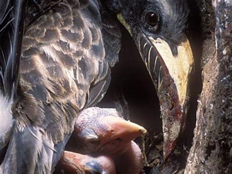 Indian Bird Nests—part Two Arunachala Birds