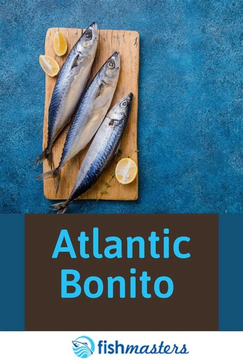 Atlantic Bonito Fish Atlantic Bonito