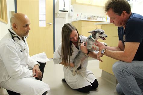 Student Veterinarians Gain Hands On Learning In Primary Healthcare Ontario Veterinary College