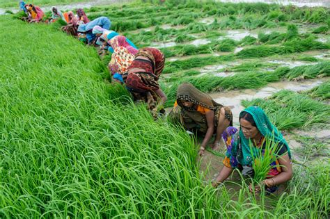 Demand for organic basmati rice (obr), both at home and abroad, coupled with policy reforms in india have given rise to contract farming (cf) production in that nation. In India, Mobile Apps are Transforming Agriculture ...