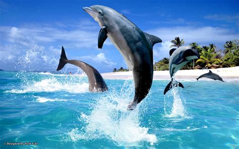 Dolphins Jumping Around Beach Hd Desktop Wallpaper Widescreen High