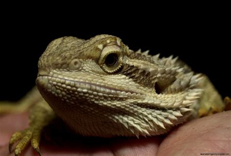 Rare Reptile Pets Wallpapers Gallery
