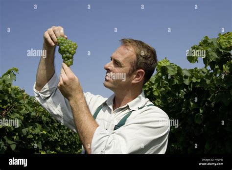 Vineyard Winegrower Grapes Controls People Man Viticulturist