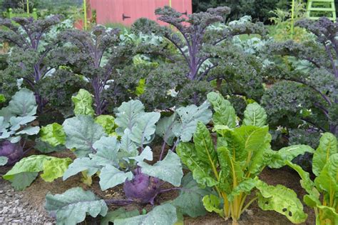 Growing Winter Vegetables Hgtv