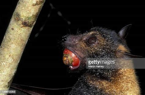 Spectacled Flying Fox Photos Et Images De Collection Getty Images