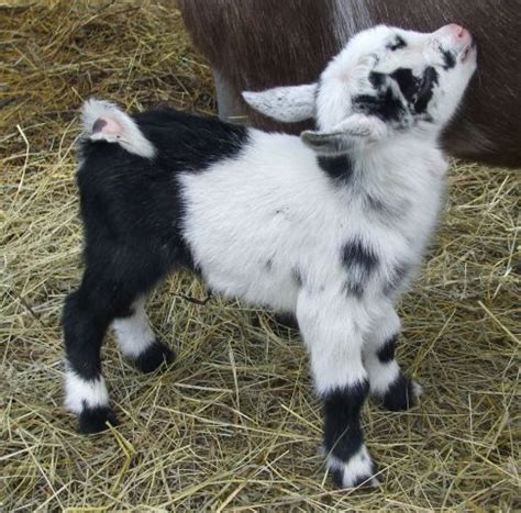 Moreover, goat products is slightly inactive on social media. pygmy goats for sale - Google Search | Amy's house ...