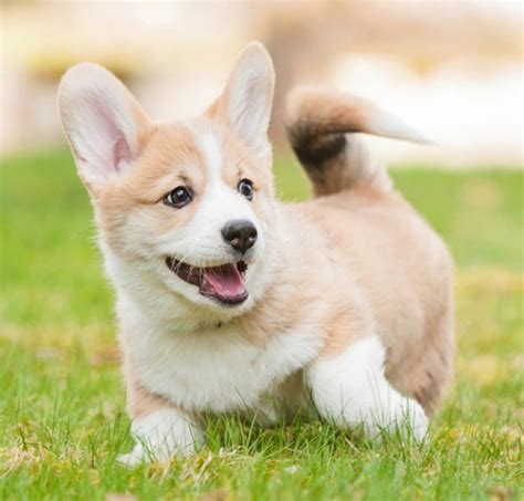 Corgis require a lot of human interaction and will become confused if. Cute Puppies For Adoption In Singapore | Goldenacresdogs.com