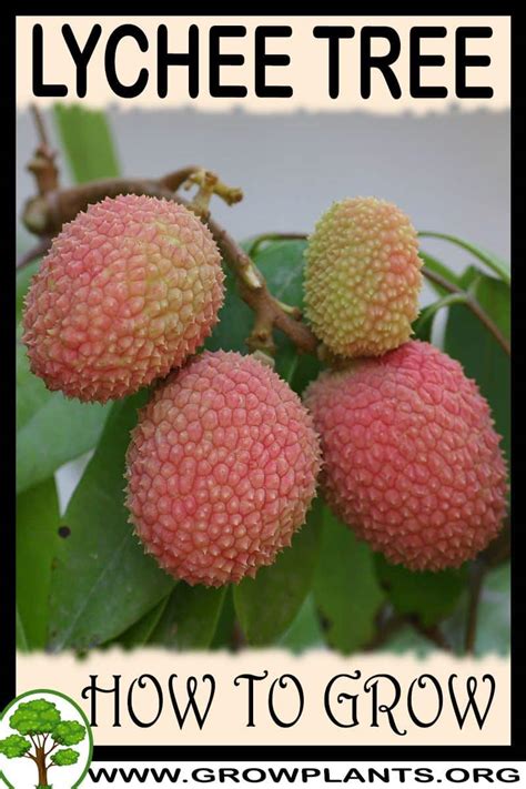 Try out other ono local fruit get expert advice on lychee fruit and growing the trees. Lychee tree - How to grow & care