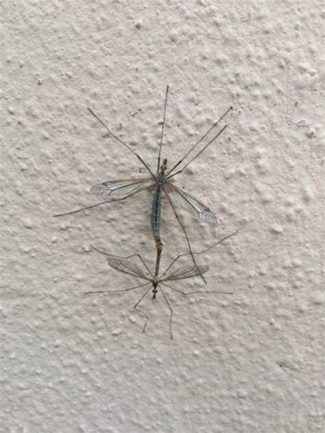 Giant Mosquito Like Insects Flying Around Tucson Are Harmless Helpful