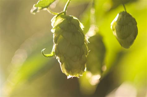 Know Your Hops Rogue Farms Alluvial And Newport By Rogue Ales