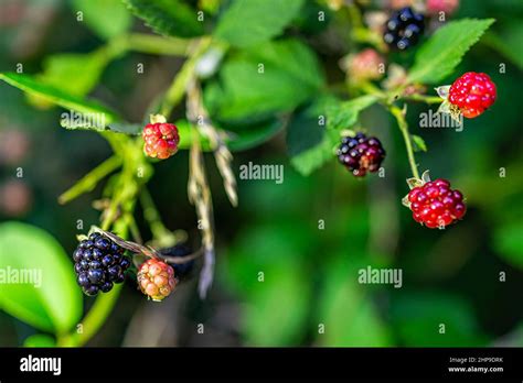 Black Red Ripe And Unripe Blackberries Group Of Berries Hanging On