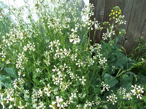 Gardeners Watch Flowering