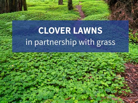 Clover sprouts should appear on your lawn within two weeks. Clover Lawns: In Partnership with Grass - Resource Central