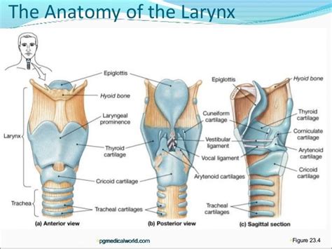 Anatomy Of Larynx Anatomia Cabeza Y Cuello Anatomía Médica Cabeza Y