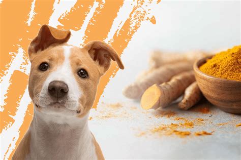 Best Turmeric Supplements For Dogs In 2023 Reviews And Guide