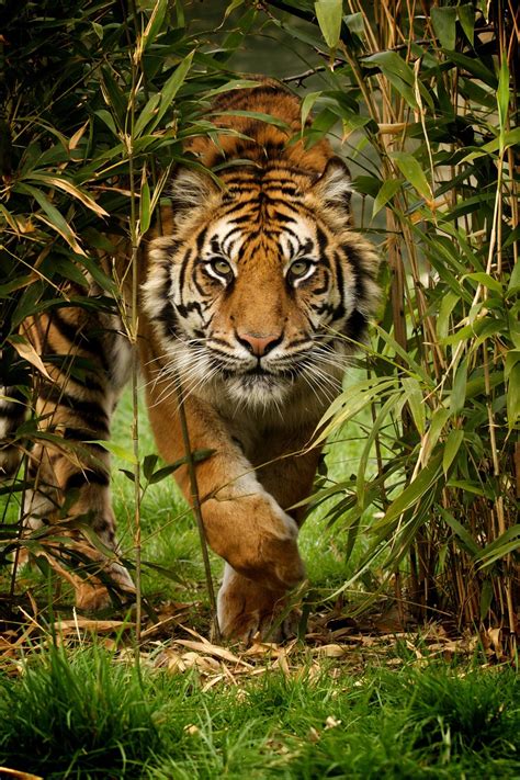 Tiger Paulhayesphotography2015 04tiger A Female Sumatran