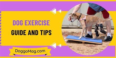 Dog Exercise A Comprehensive Guide And Expert Tips Doggomag