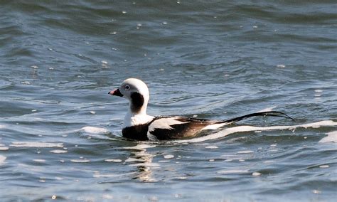Long Tailed Duck Oldsquaw Barnegat Inlet Nj Jim Paris Flickr