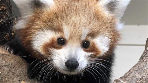 Adorable Red Panda Cub To Make Zoo Debut This Weekend