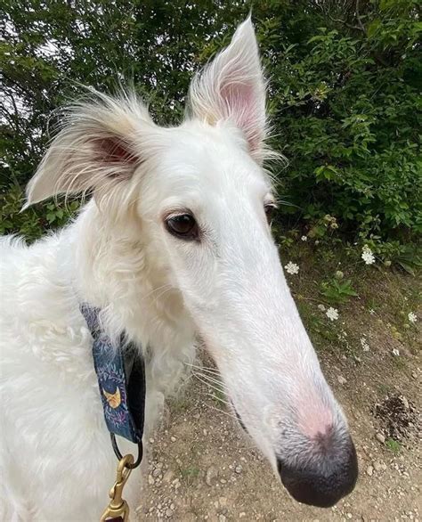 Dog With ‘worlds Longest Nose Goes Viral As Canadian Borzoi Shows Off