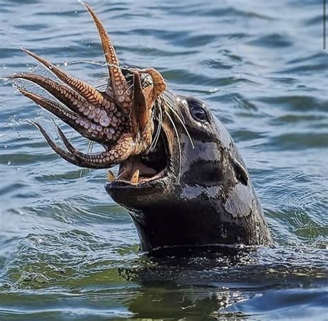 A Seal Eating An Octopus Rnatureismetal