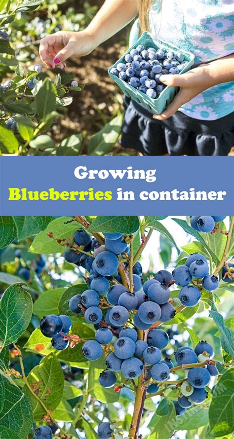May 28, 2021 · growing blueberry strain. Growing blueberries in Containers | Садоводство, Растения
