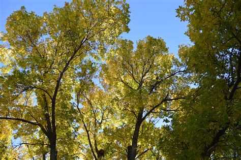 When humans transplant a species from its noninvasive trees in the callistemon genus include the lemon bottlebrush (c. How to celebrate Arbor Day in Eastern Iowa - Homegrown Iowan