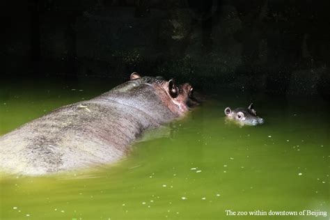 Hippo Baby Zoochat