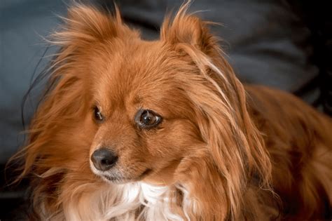 Long Haired Chihuahua Complete Breed Guide Animal Corner