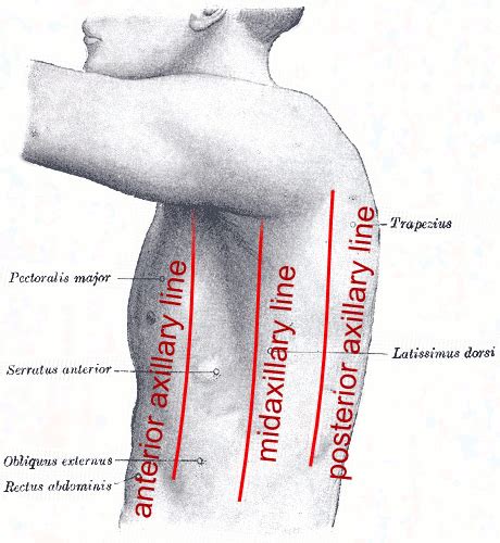 List Of Anatomical Lines Wikipedia