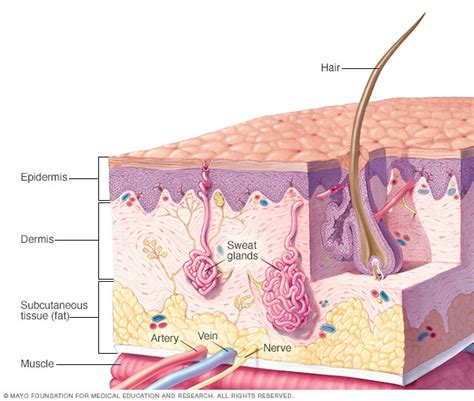 Skin Anatomy Mayo Clinic