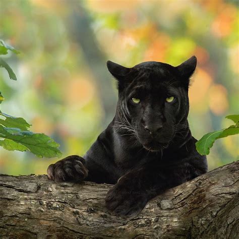 Fotograf Ujame črni Panter Ki Gostova V Džunglah Kabini Majestic