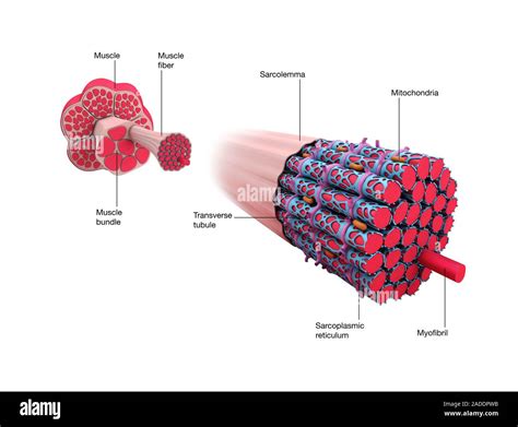 Muscle Structure Illustration Muscles Top Left Are Formed Of Groups