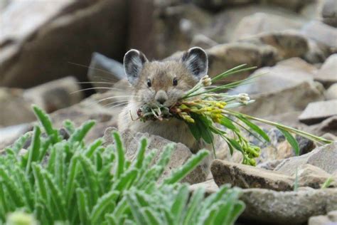 American Pika Disappearing From Western Regions The Pika Is Fading From